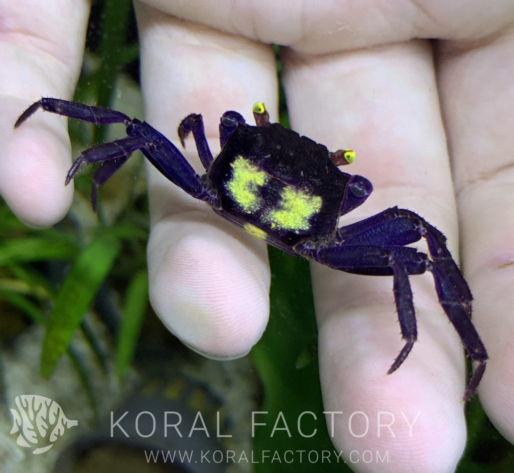 Crabe Vampire Duree De Vie